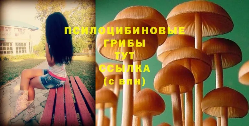 Псилоцибиновые грибы Magic Shrooms  Рассказово 